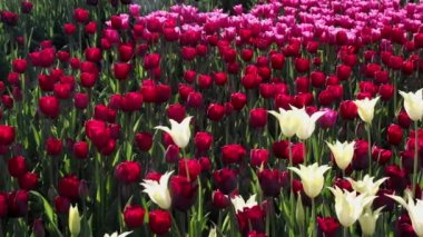 pembe, sarı ve kırmızı lale çiçek açan alan