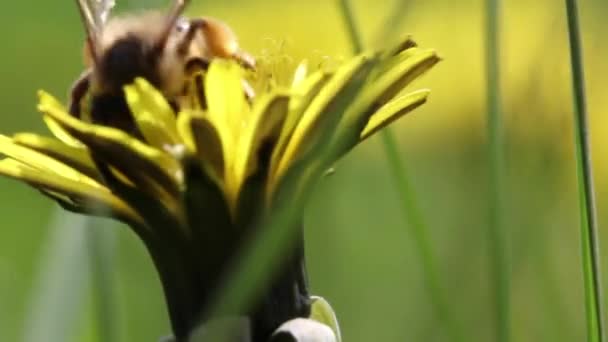 Včela sbírá nektar v Pampeliška — Stock video