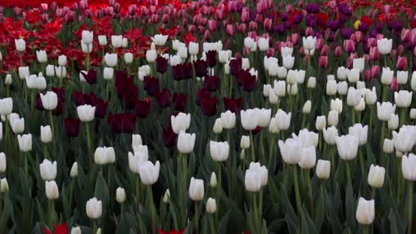 Campo de tulipanes rojos, blancos y morados floreciendo — Vídeos de Stock