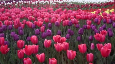 çiçek açan kırmızı ve mor laleler alan