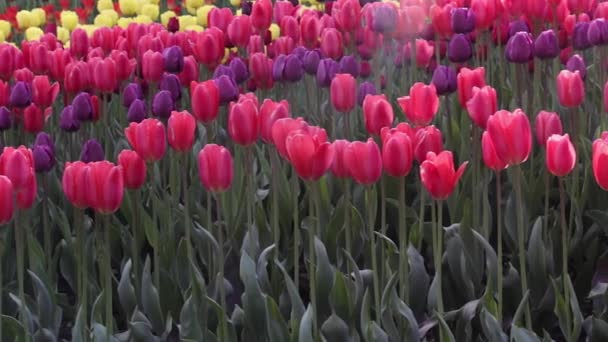 oblasti červené a fialové tulipány kvetoucí