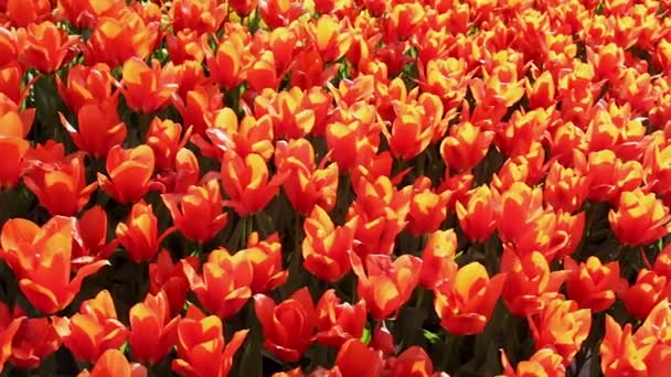 Gebied van rode tulpen bloeien — Stockvideo