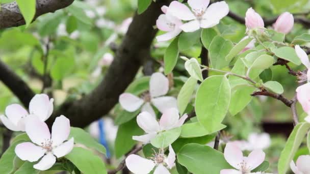 Grenar av en blommande kvitten — Stockvideo