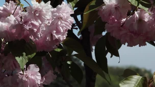 Bloeiende tak van Sakura, close-up — Stockvideo