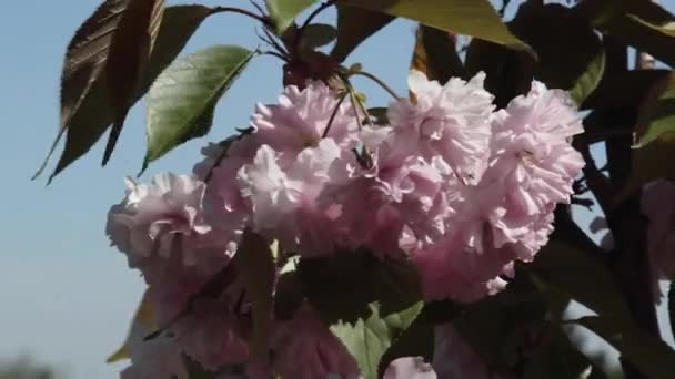 Цветущая ветвь Сакуры, крупным планом — стоковое видео