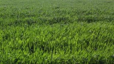 Rüzgarda sallayarak taze yeşil çimen.