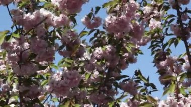 Sakura, Şubesi çiçeklenme yakın çekim