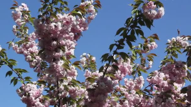 Blommande gren av Sakura, närbild — Stockvideo