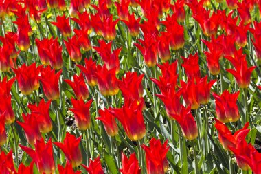 Kırmızı lale çiçek alan çiçek açan.