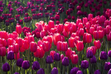 Mor ve pembe Lale çiçek alan çiçek açan.