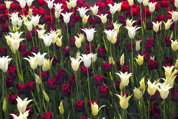 Purple and white tulip flower field blooming. — Stock Photo, Image