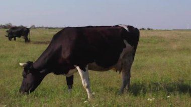 Yeşil bir çayırda otlayan inekler