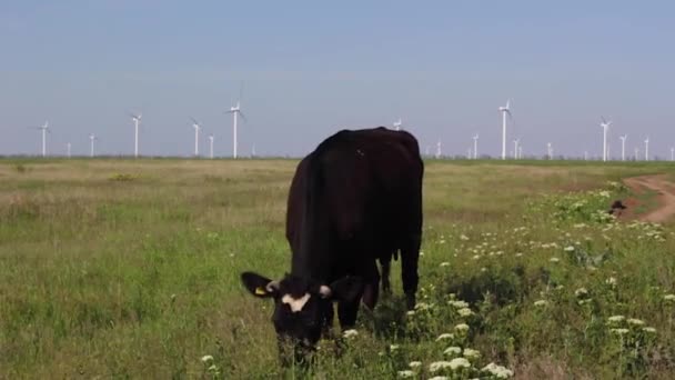 Vacas pastando em um prado verde — Vídeo de Stock