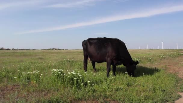 Krowy pasące się na zielonej łące — Wideo stockowe