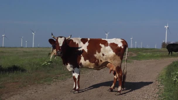 Krowy pasące się na zielonej łące — Wideo stockowe