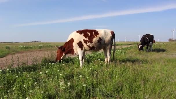 Kühe grasen auf einer grünen Wiese — Stockvideo