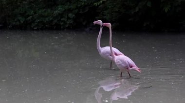 Gölde pembe flamingolar