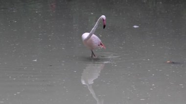 Gölde pembe flamingo