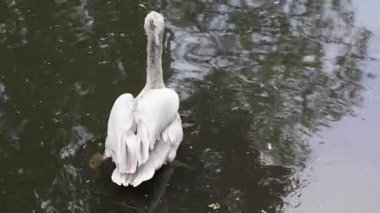 büyük beyaz Pelikan