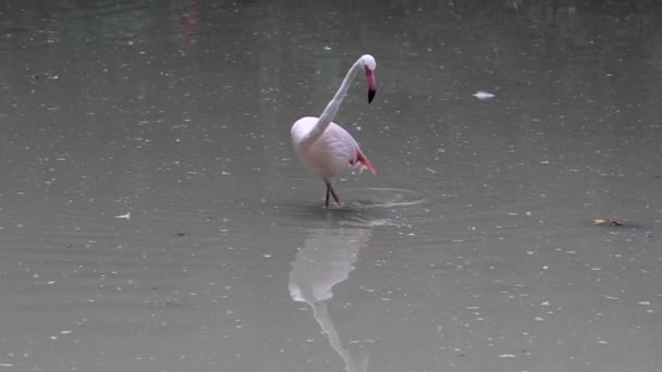 Rosafarbener Flamingo am See — Stockvideo