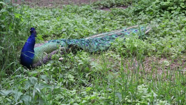 Hermoso pavo real macho acostado en la hierba verde en el día de verano caliente . — Vídeo de stock