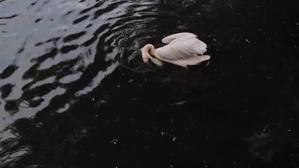 Grande pelicano branco — Vídeo de Stock