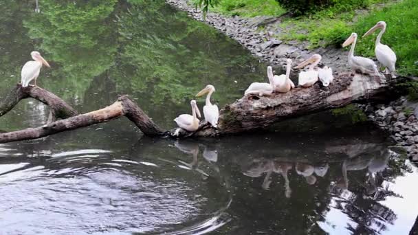 Grands pélicans blancs 