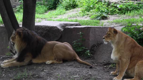 Löwe und Löwin. — Stockvideo