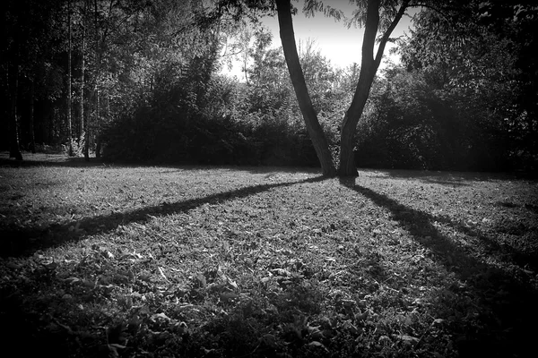 Landskape musta ja valkoinen — kuvapankkivalokuva