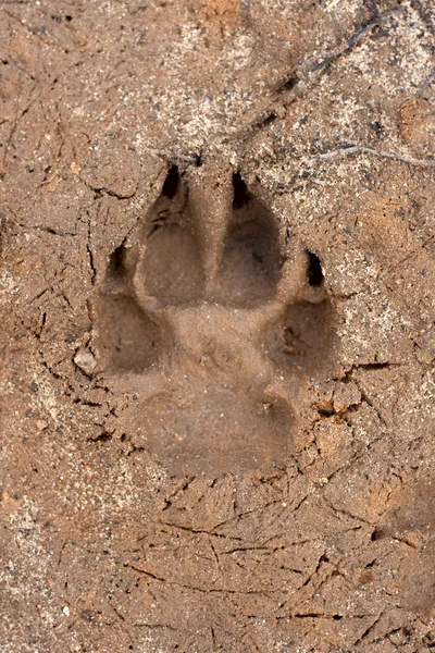 Perros huella de una sola pata en la arena . Imagen De Stock