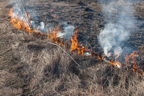 Incendio forestal — Foto de Stock