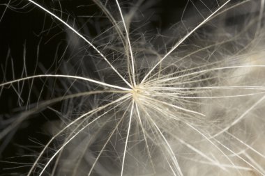  karahindiba closeup tohumları