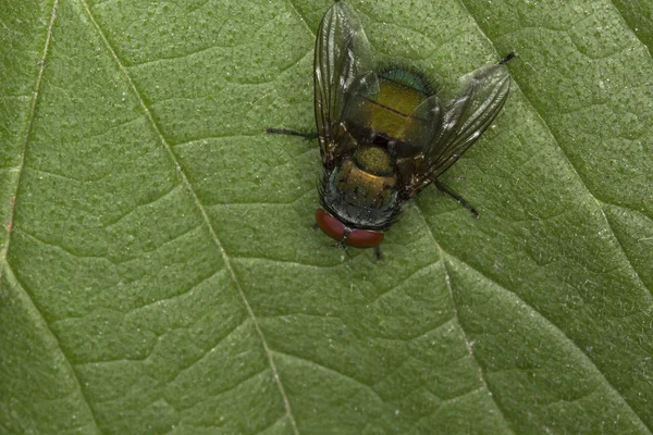 Flyga på ett grönt löv — Stockfoto