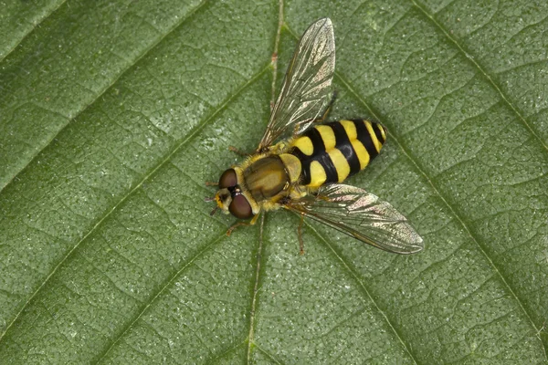 Gelbe Wespe auf einem grünen Blatt — Stockfoto