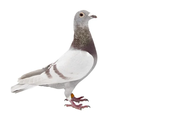 Pták holub izolované na bílém — Stock fotografie