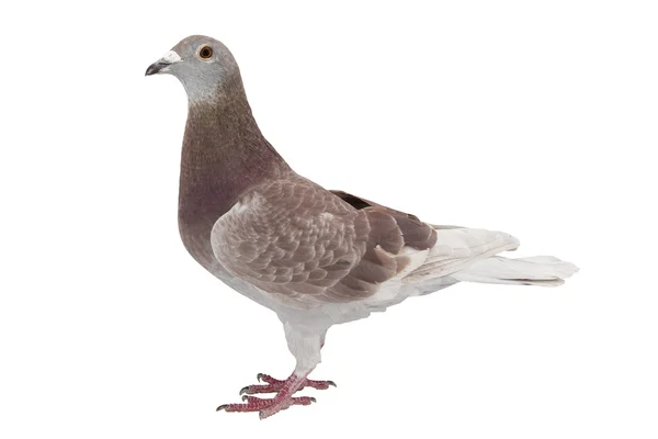 Pigeon sportif rouge isolé sur blanc — Photo