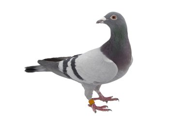 Grey sport pigeon isolated on white clipart