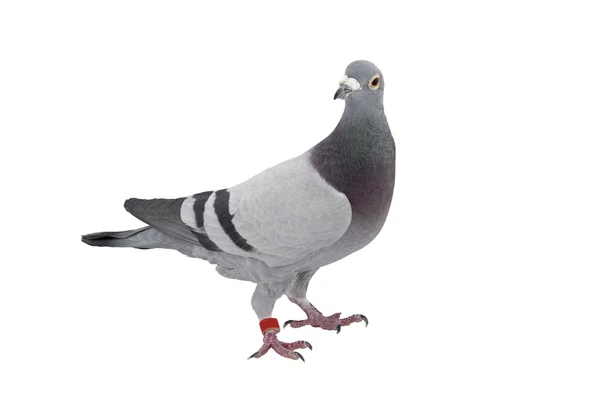 Pigeon gris sportif isolé sur blanc — Photo