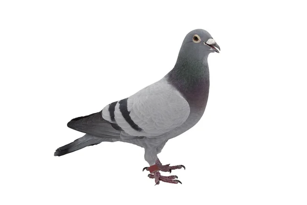 Pigeon gris sportif isolé sur blanc — Photo
