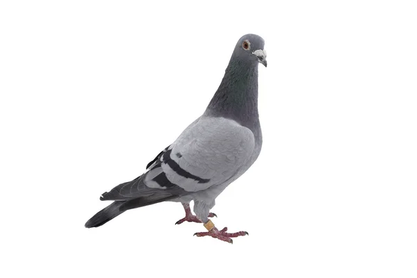 Grey sport pigeon isolated on white — Stock Photo, Image