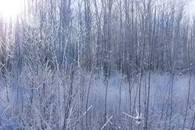 Kışın ağaçlar kışın donar ve güneş tarafından aydınlatılır. Gerçekçi bir resim. Seçici odak.