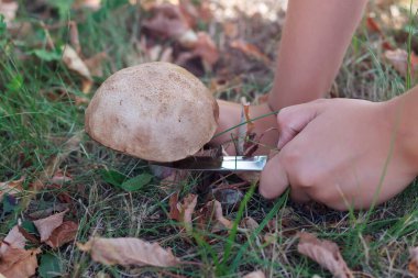 Çocuk elleri bükme mevsiminde ormanda mantar kesiyor.