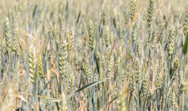 Agricultural field where green rye grows, agriculture for grain crops, young, green and still immature rye, close-up of rye crops. Selective focus.