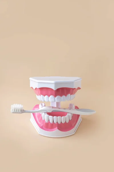 Toothbrush Human Jaw Mockup Study Guide Children Students — Stock Photo, Image