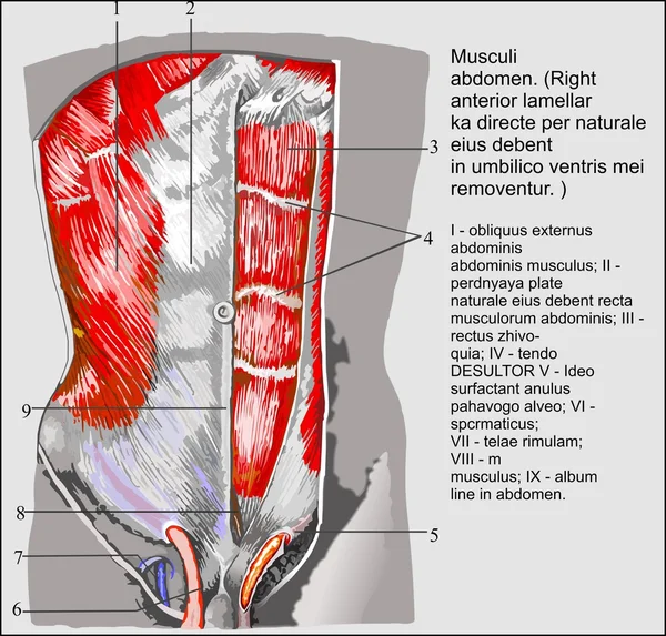 Anatomia umana — Vettoriale Stock