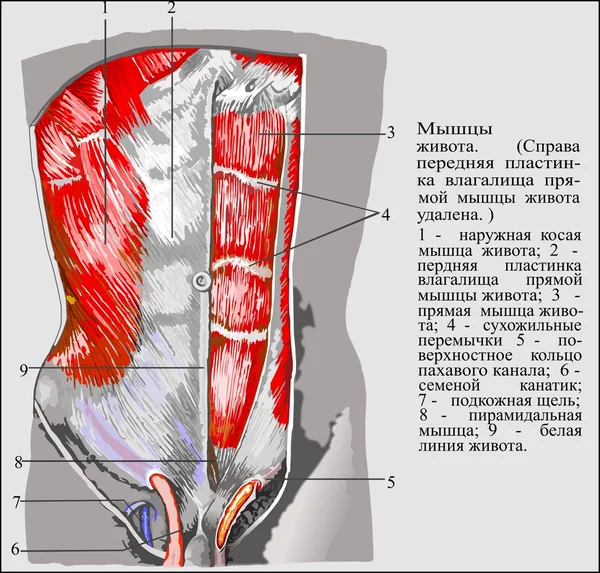 İnsan Anatomisi — Stok Vektör