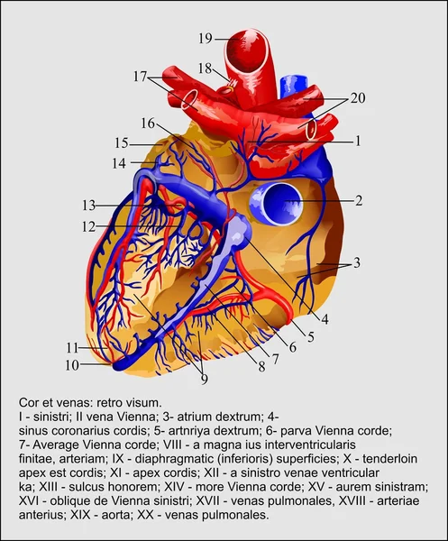 Corazón — Vector de stock