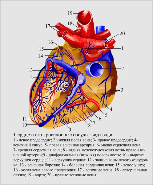 Corazón — Archivo Imágenes Vectoriales