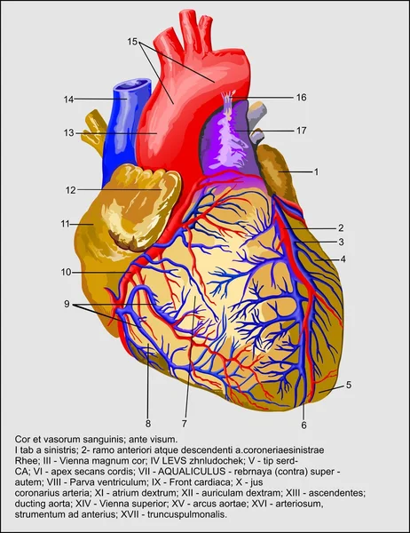 Corazón — Vector de stock