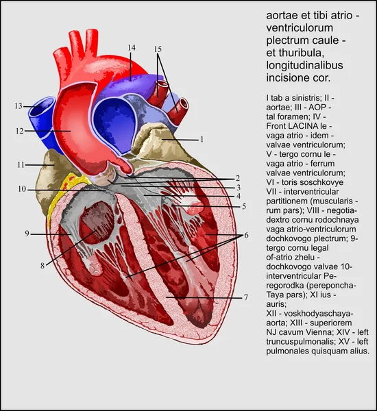 Серце — стоковий вектор